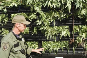 Sticky Business Solutions Law Enforcement Officer with Confiscated Marijuana Plants via Getty Images.