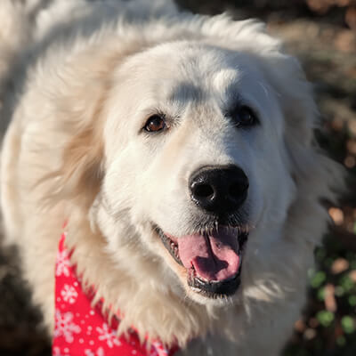 Meet the Team dog1 mark lovan